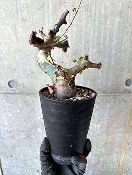 【発根済】コミフォラ カタフ ターカネンシス 植物】コミフォラ・カタフ ターカネンシス 発根済み【AA10